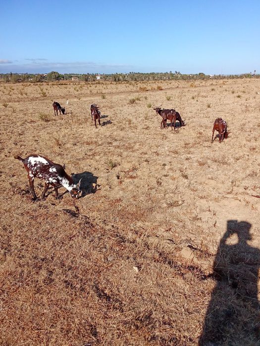 Cabras algarvias