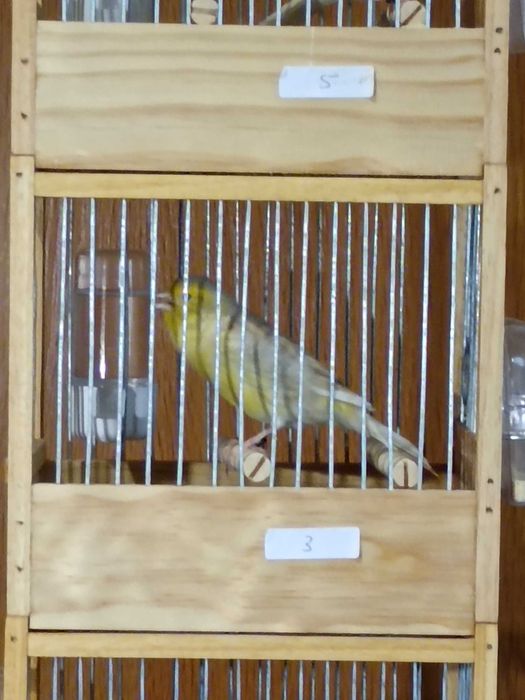 Canários Timbrado Espanhol