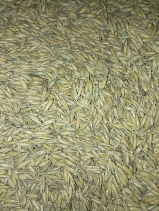 Sprzedam owies bingo