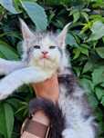 Maine coon kocur do hodowli kocurek kocieta