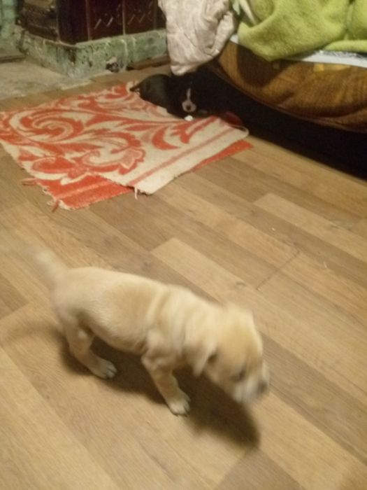 Продам щенят пітбуля