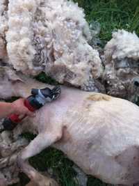 Tosquia de ovelhas