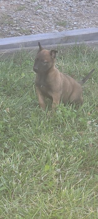 Owczarek belgijski malinois