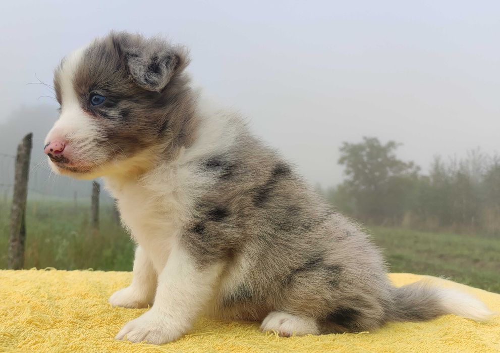 Samiec BORDER COLLIE z Hodowli - Rasowy z pełną dok.