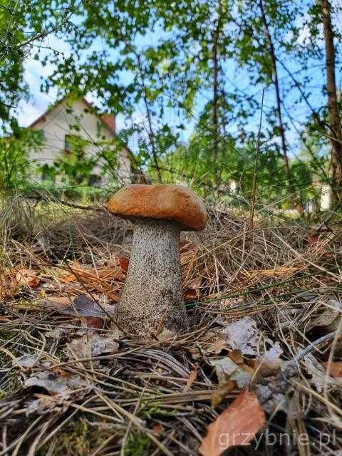 Grzybnia Koźlarz Pomarańczowy