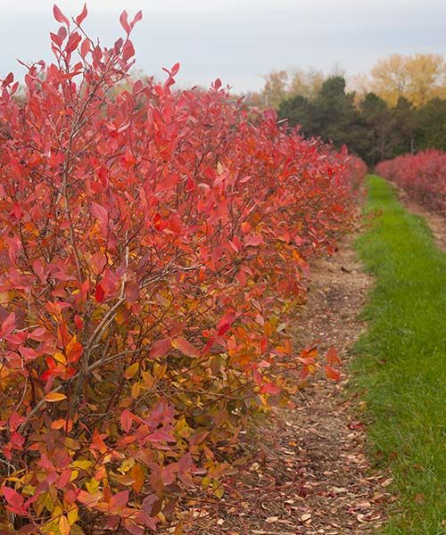 Borówka amerykańska - duże krzewy