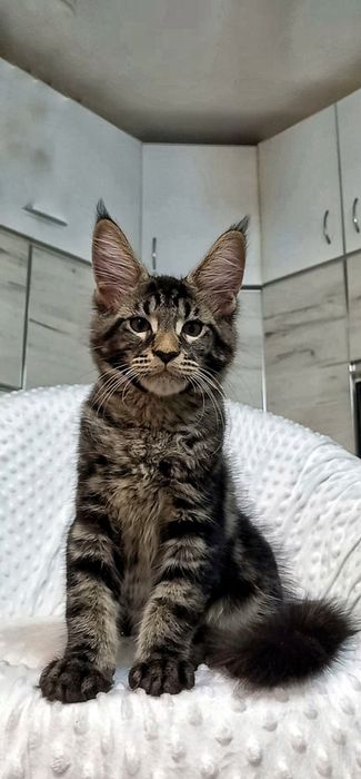 Прекрасна кошечка  Мейн-Кун