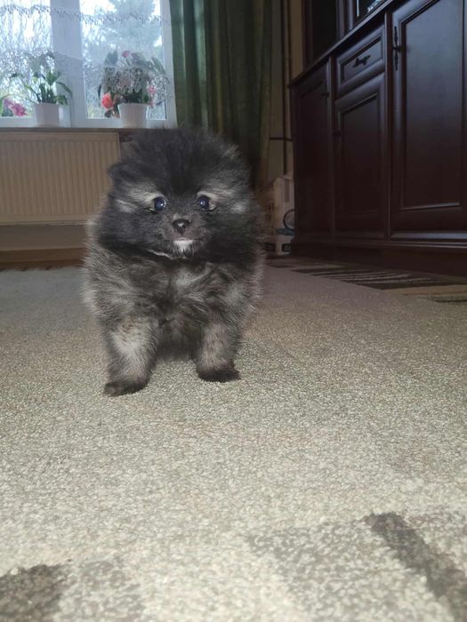 Szpic miniaturowy puchata kulka