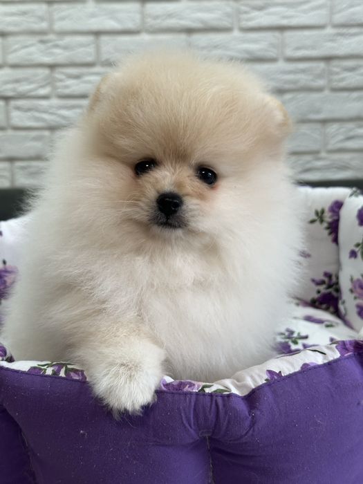 Кремовый шикардосик. Девочка померанского шпица.