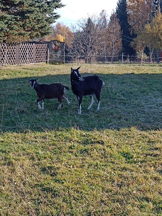Sprzedam kozę dojną zakoconą