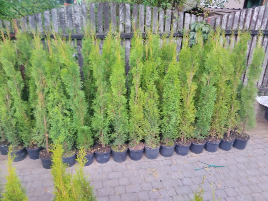 WYPRZEDAZ Tuja Szmaragd Thuja Smaragd 130-150 cm W DONICZKACH SUPRAŚL