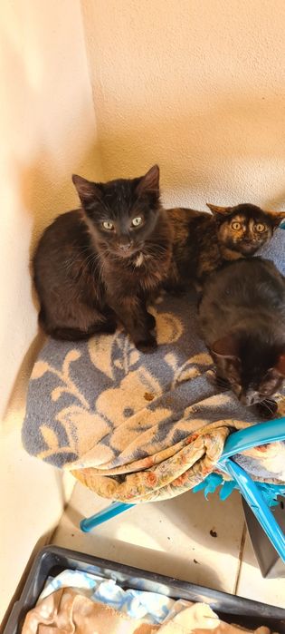 Gatinho preto 3meses meigo