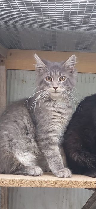 Maine coon przyszła mama FPL