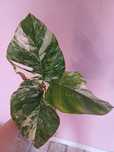 Monstera variegata sadzonka 1 liść