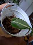 Philodendron Rio ukorzeniona pedowka 1 lisc