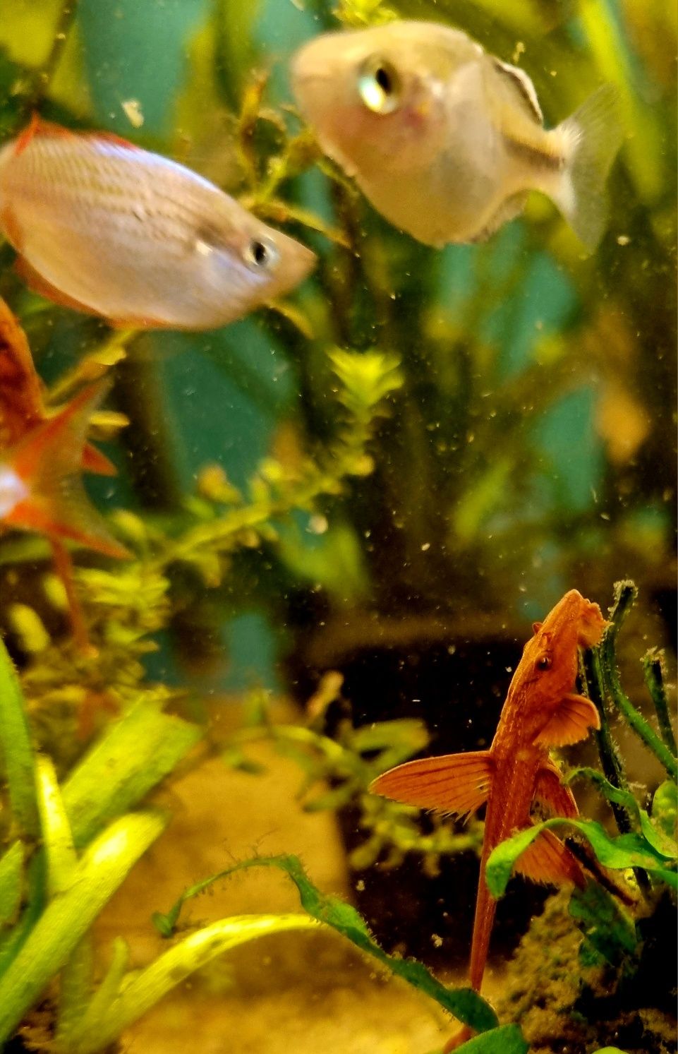 Loricaria red lizard