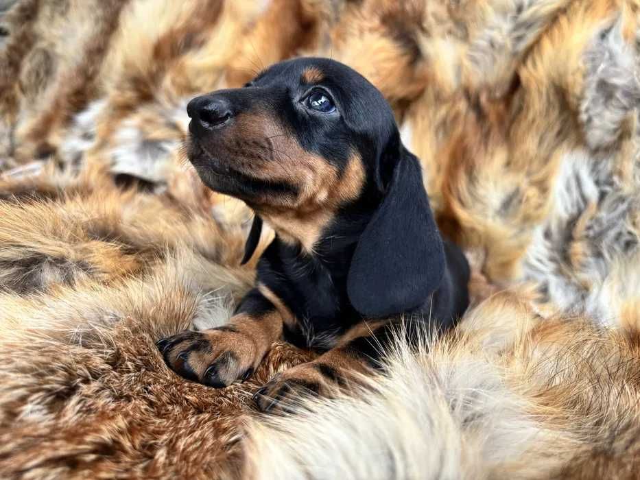 Teckel preto afogueado