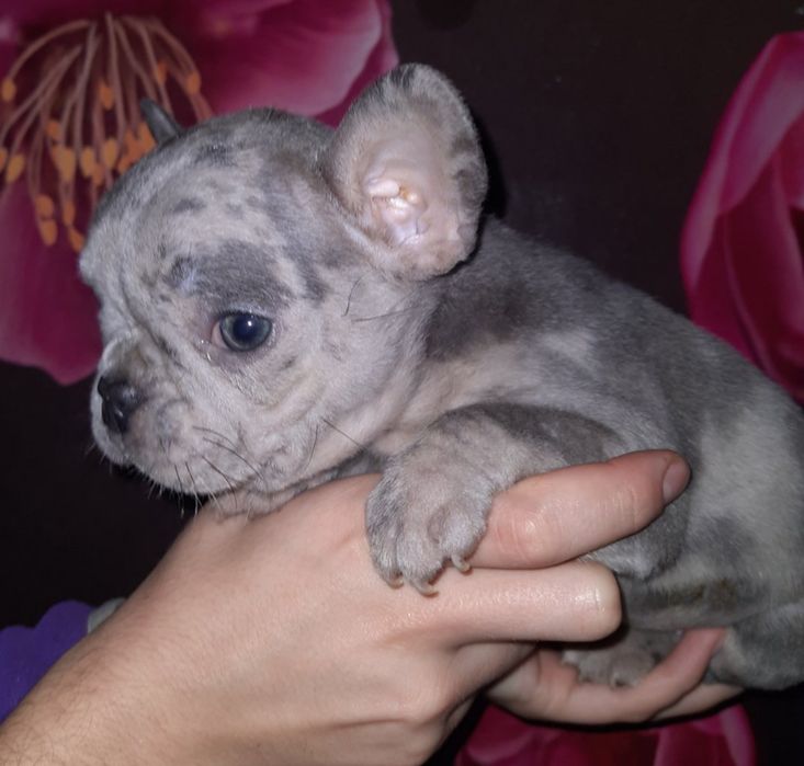 Голубые Мерле девочка и мальчик