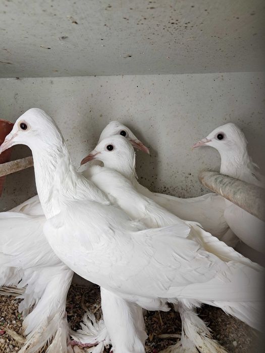 Gołębie bociany lotne