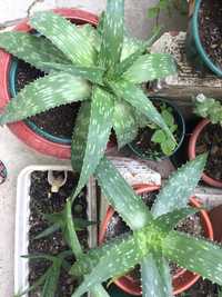 Plantas aloe vera biologicas