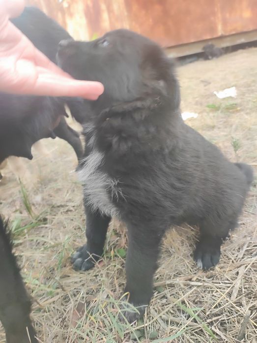 Цуценята безкоштовно