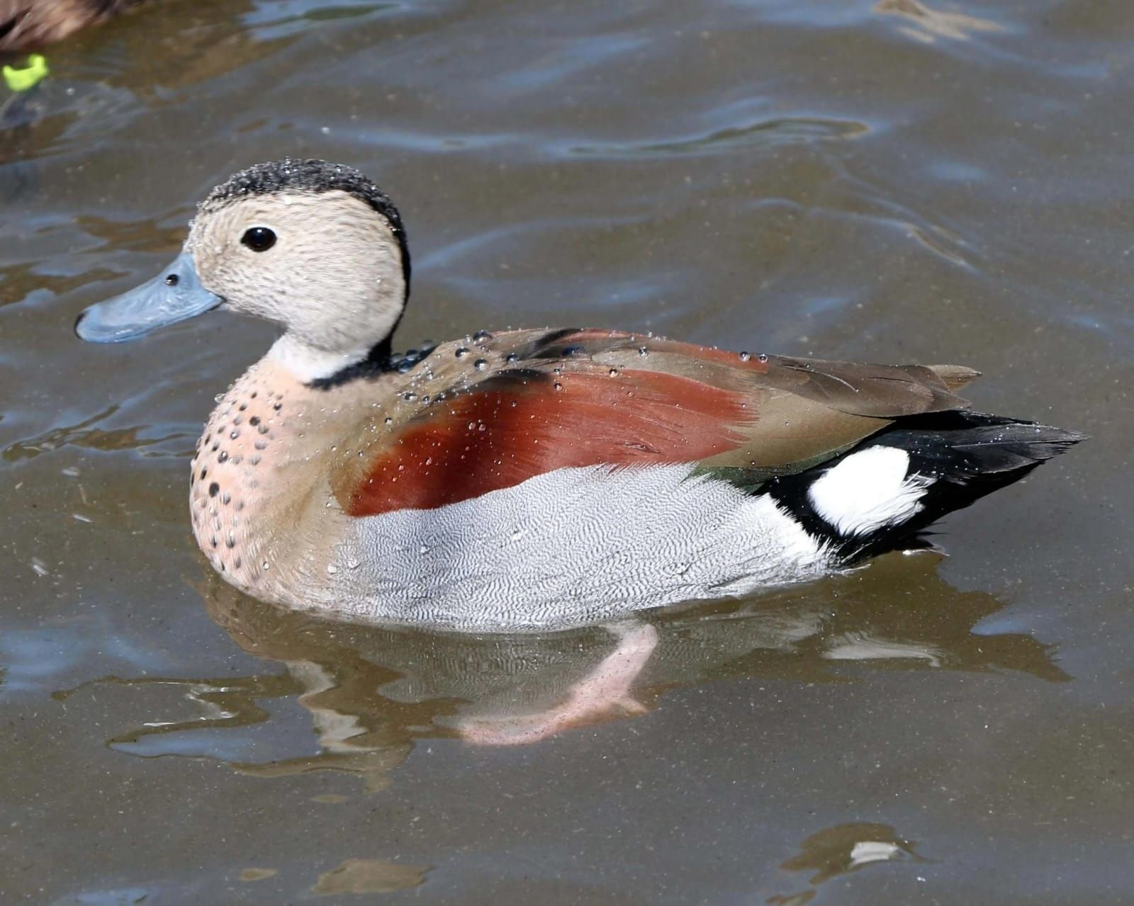 Patos/carolino/mandarim versicolor