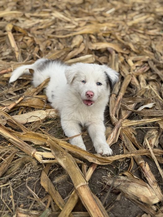 Border Collie azul merle