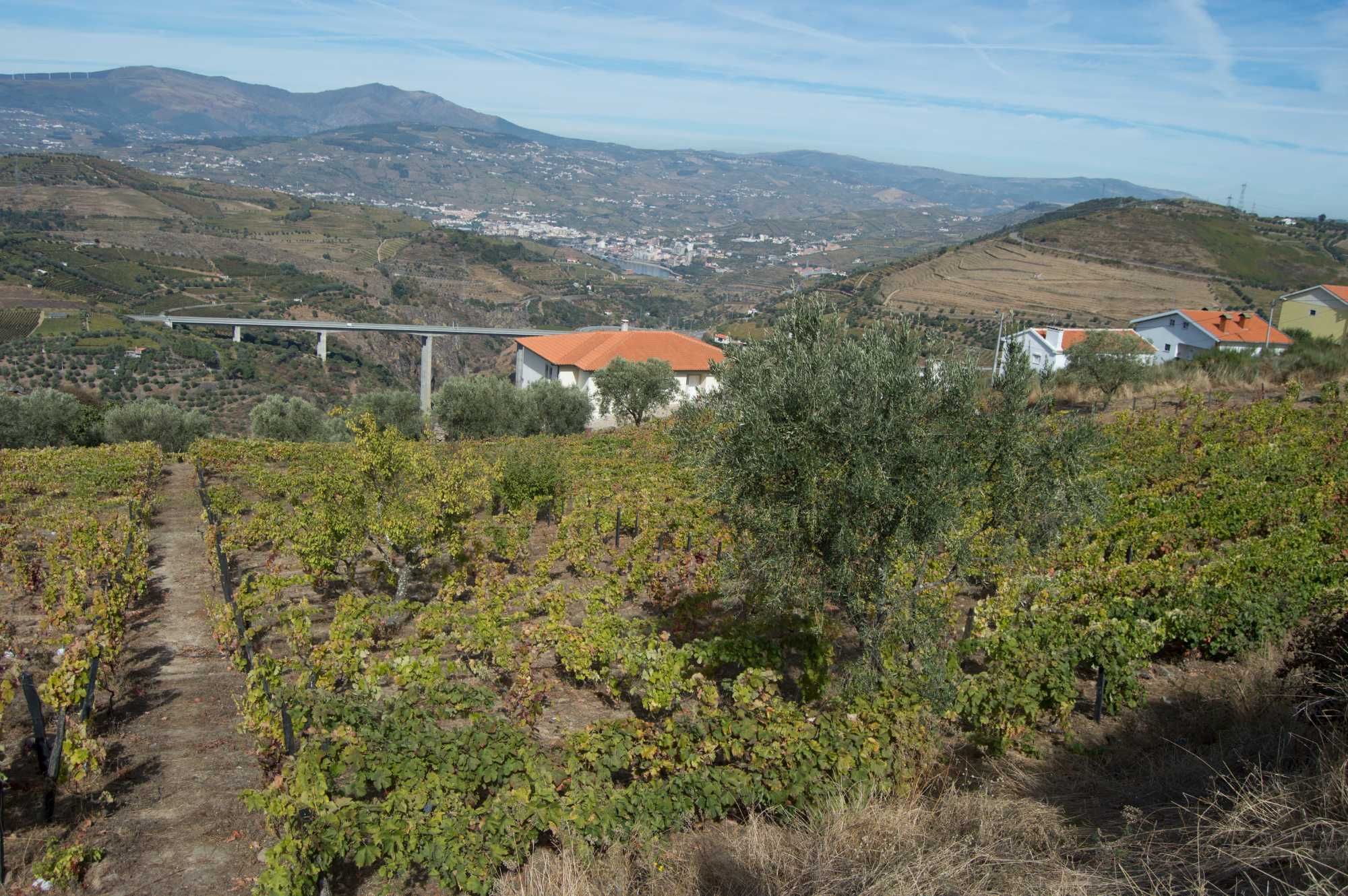 Terreno de vinha e construção (com benefício) frente de estrada