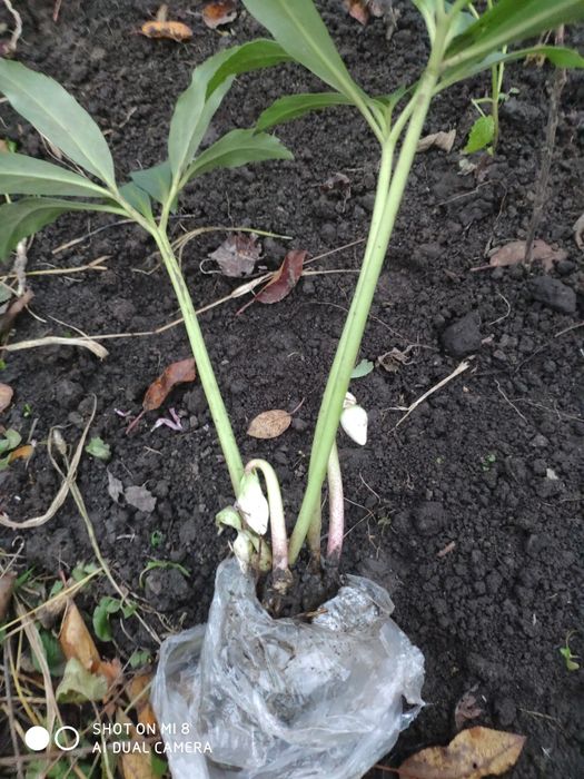 Морозник ( чемерник )