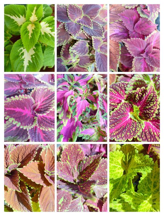 Koleus Coleus Pokrzywka brazylijska