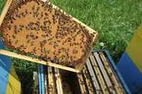 Przezimowane rodziny pszczele - ramka wielk. lub Langstrotha -2024 r