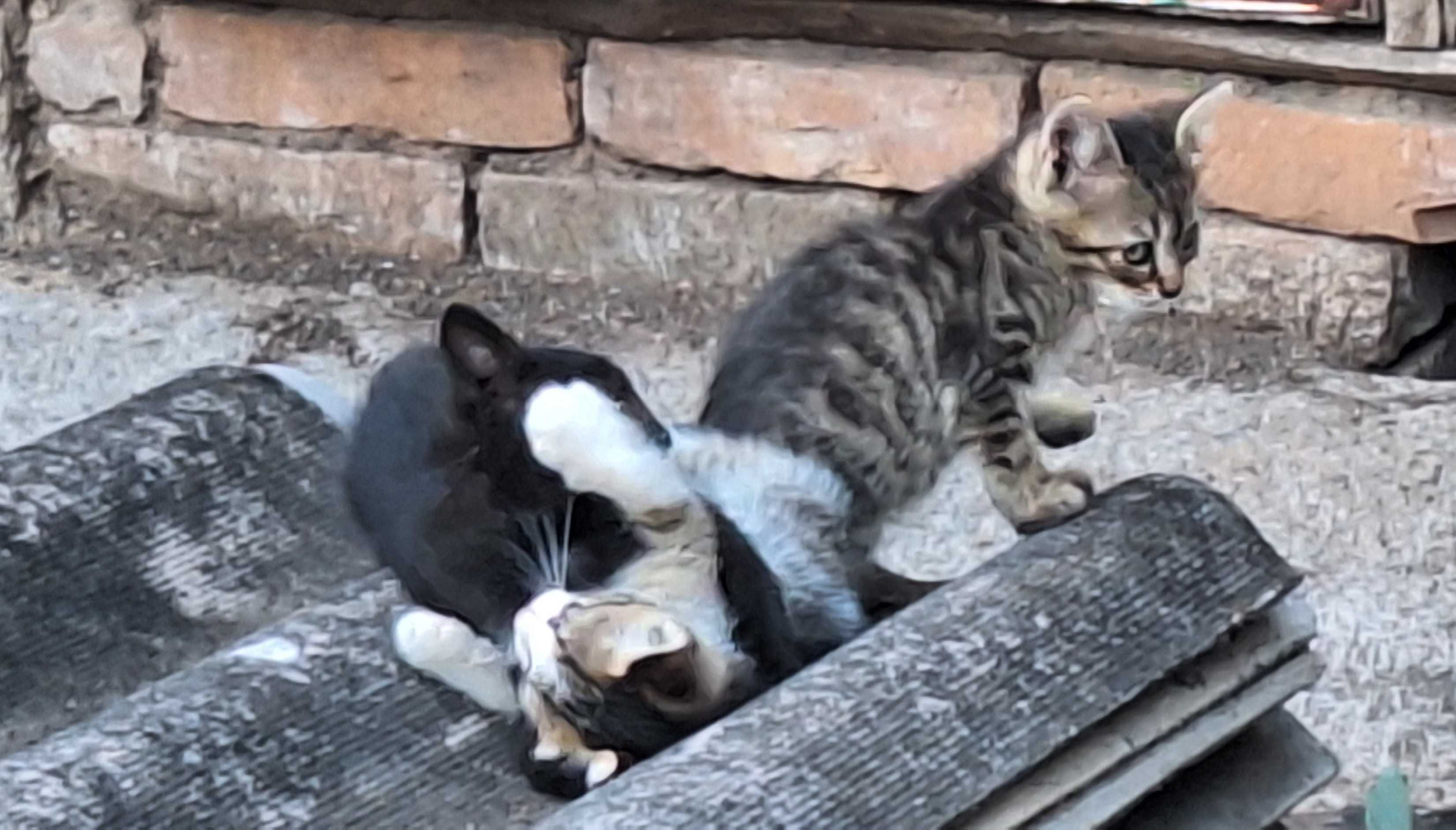 Кошенята в добрі руки