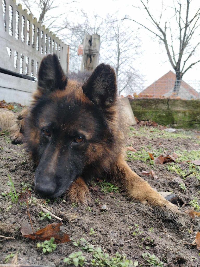 Czekam na dom - Xena