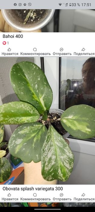 Хойя обовата суперспл,стардаст,bahoi,kalimantan,flores island gunung