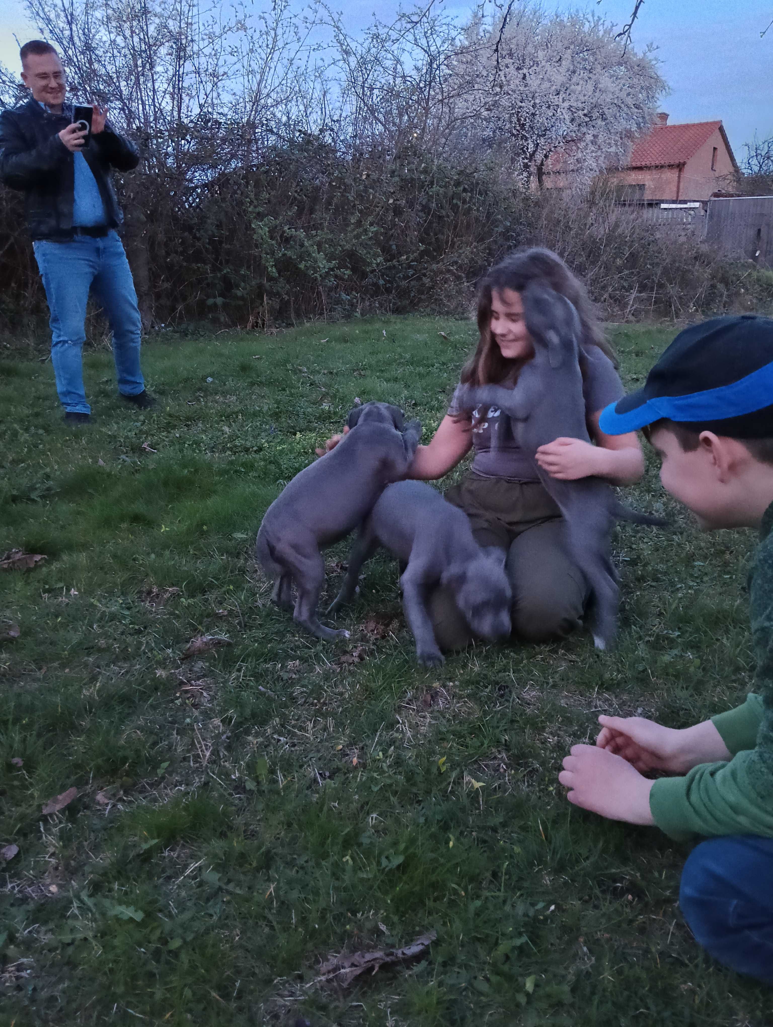 American Bully ABKC szczeniak suczka