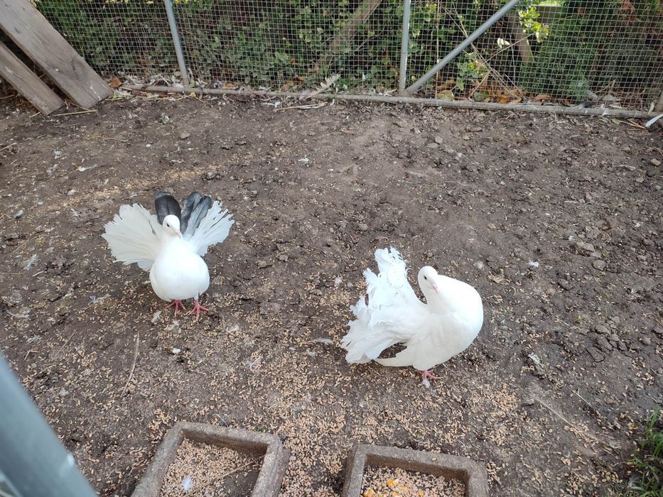 Pawiki gołębie młoda para