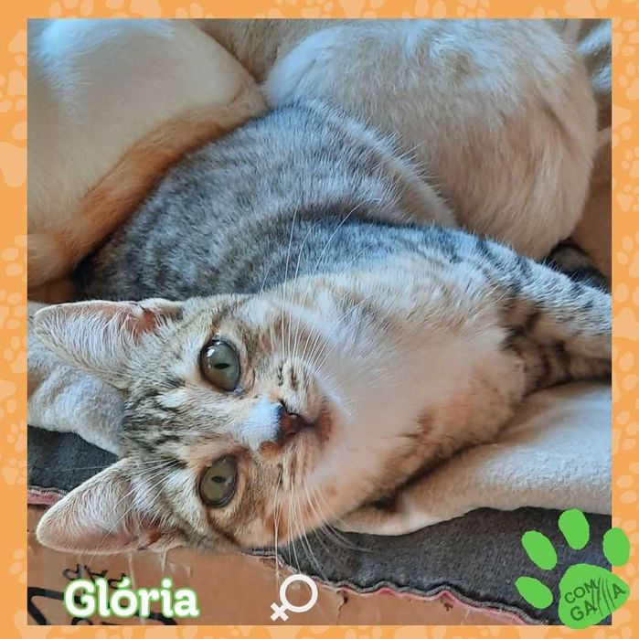 Kiki, Gloria e pudim