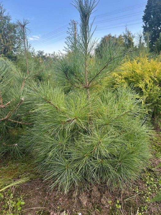 Сосни: Арманда Ра, веймутова, гімалайська, білокора, румелійська,чорна