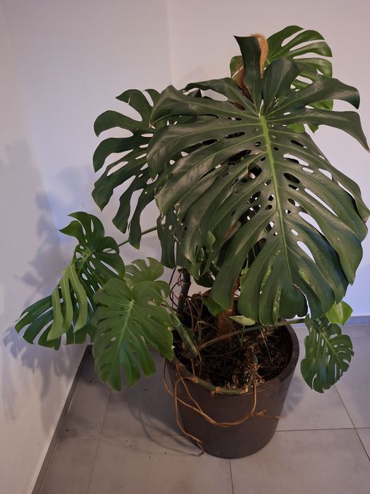 Monstera Dziurawa Kwiat doniczkowy