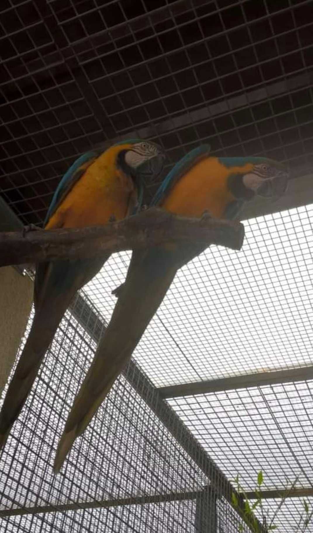 Casal arauna  reprodutor