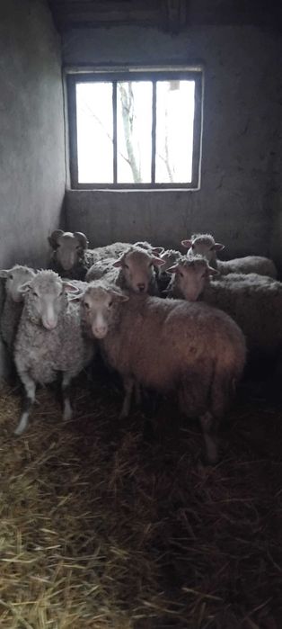 Продам овечки живою вагою