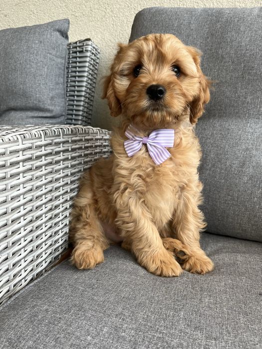 Piękny piesek cavapoo gotowy do odbioru
