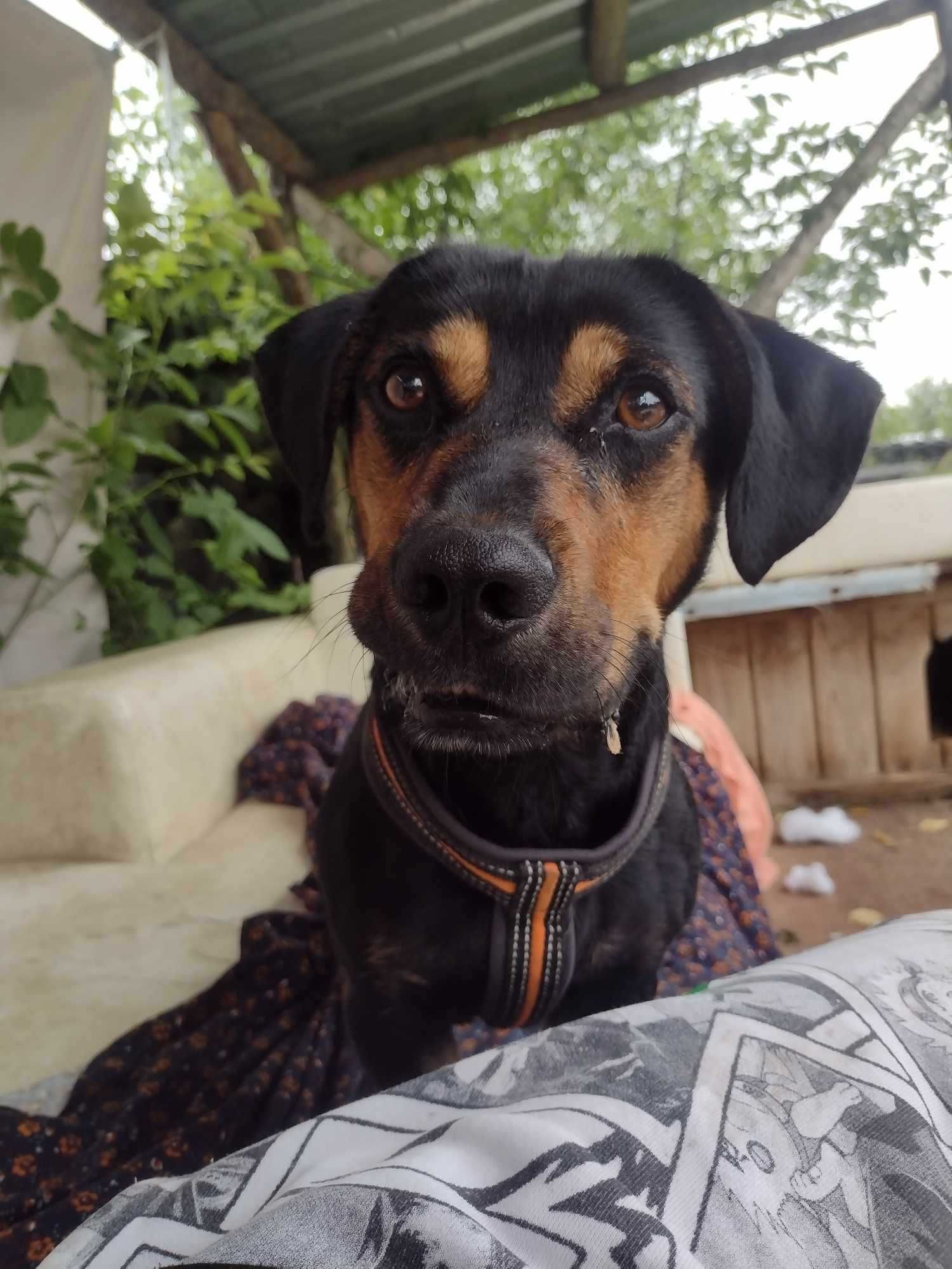 Kiwi poleca się do adopcji :)
