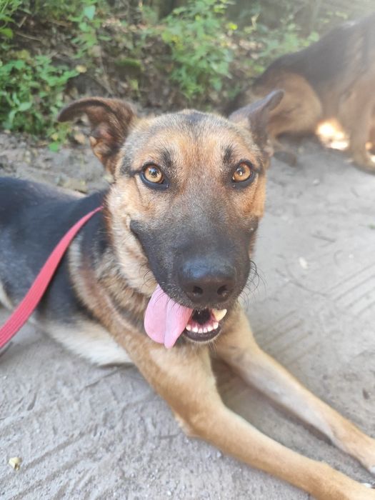 Pies idealny do adopcji!