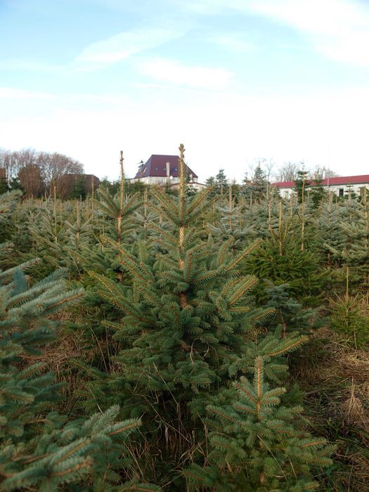 Choinki Choinka Świerk Srebrny Jodła Kaukaska  Drzewko Świąteczne