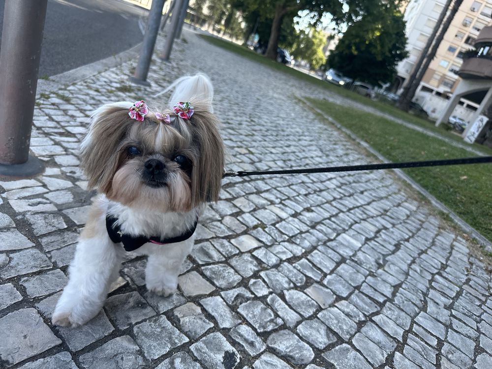 Dog Walking - Passeio com seu Cao - Dog Sitting