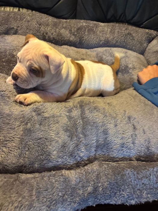 American Bully piękna suczka