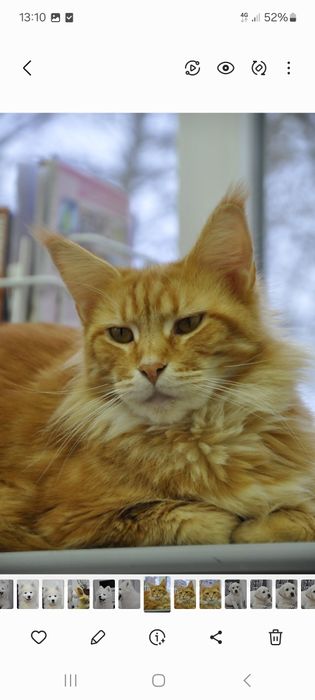 Мейн куни купити недорого