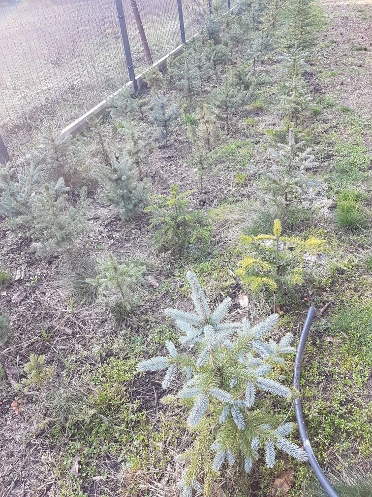 Sadzonki choinek srebrnych, świerk srebrny