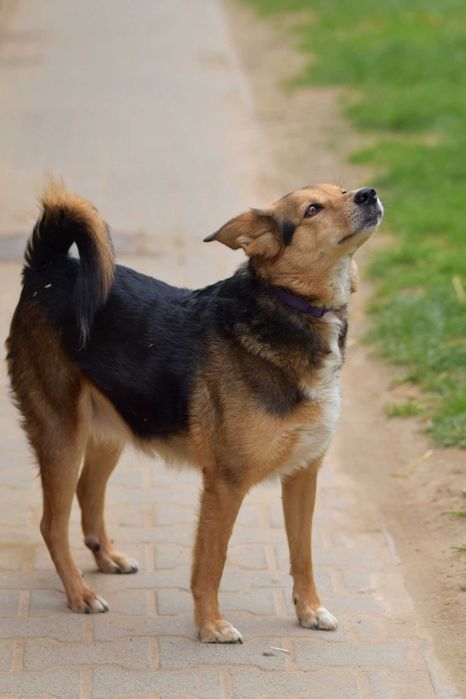 Okoń - odnajdzie się w kojcu na ogrodzie